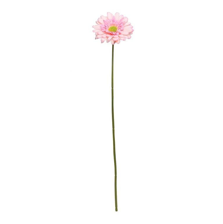 Baby Pink Gerbera Stem - 72cm Long Fresh Cut Flower for Home Decor and Floral Arrangements
