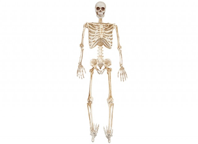 Full Skeleton with LED Eyes - Haunted House Decoration Prop