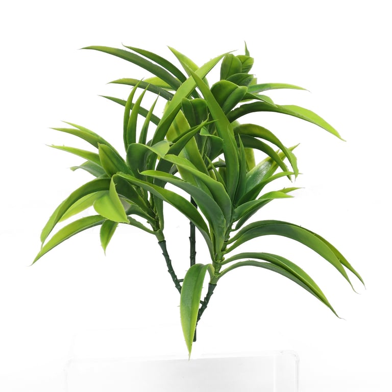 Green Yucca Trio - 25cm Indoor Green Foliage Plant Set