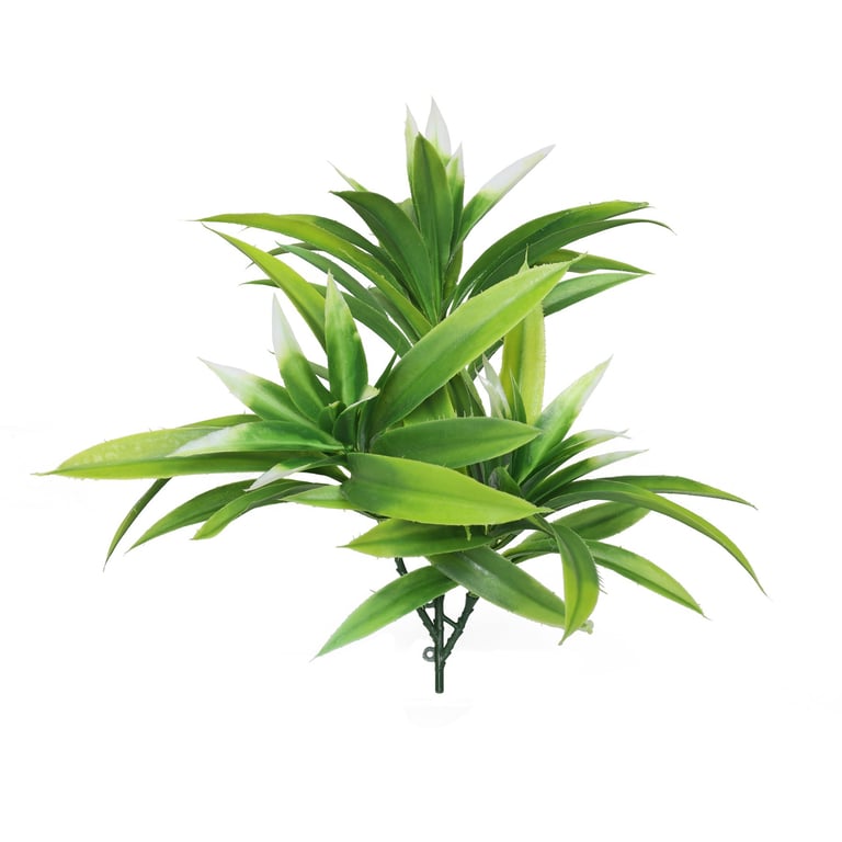 White Tipped Yucca Trio - 3 x Beautiful Indoor Succulent Plants for Home Decor and Office Spaces