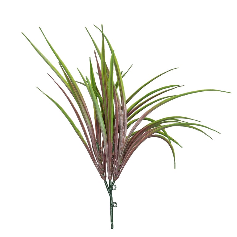 Purple Hardy Grass - 30cm Drought-Tolerant Outdoor Plant for Landscaping and Garden Decoration