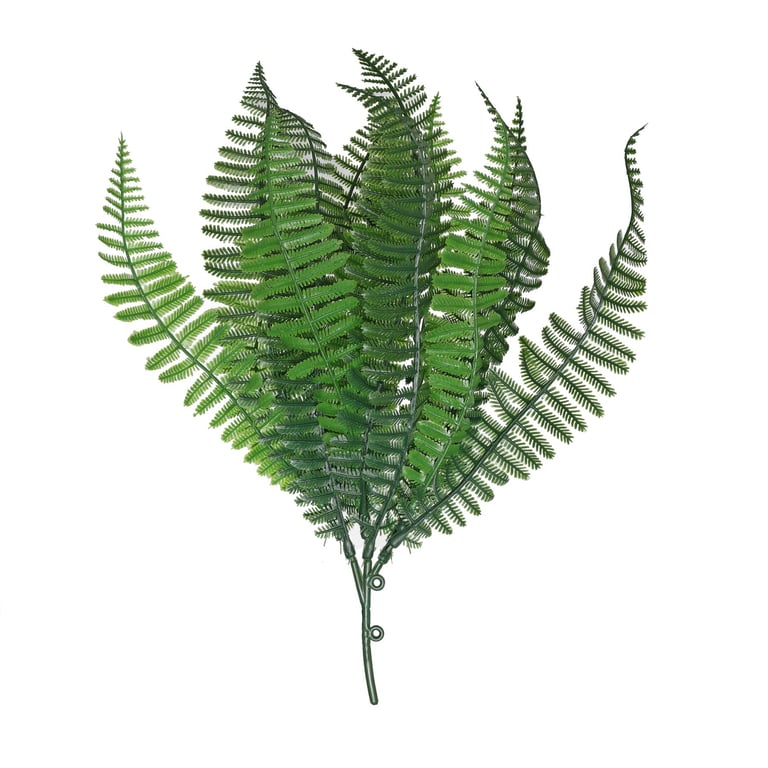 Green Shady Fern - 30cm Indoor Greenery Houseplant Decor Plant
