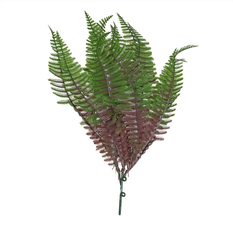 Purple Shady Fern - 30cm Tall Indoor Plant for Home Decor with Beautiful Purple Foliage