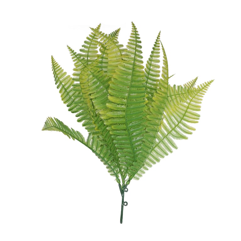 Light Green Shady Fern - 30cm Indoor Plant with Vibrant Green Foliage