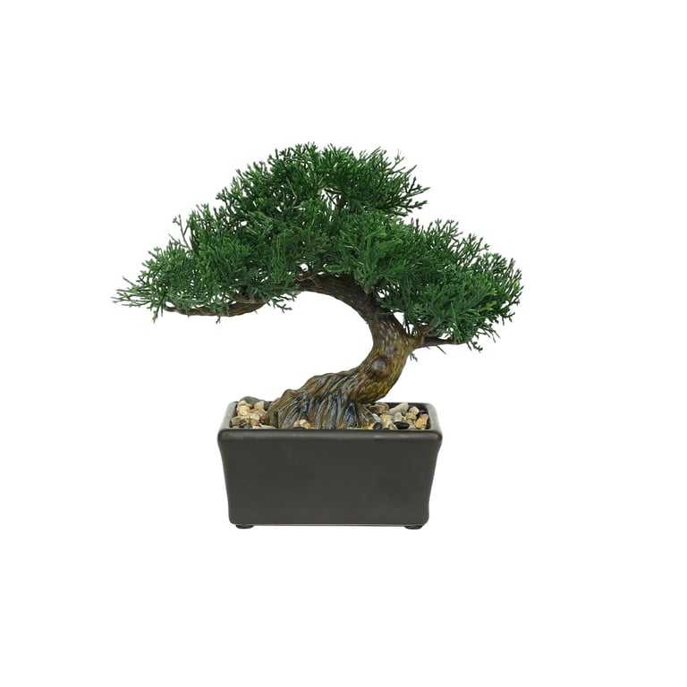 Mini Botanica Potted Bonsai - Small Indoor Bonsai Plant Perfect for Home and Beginners