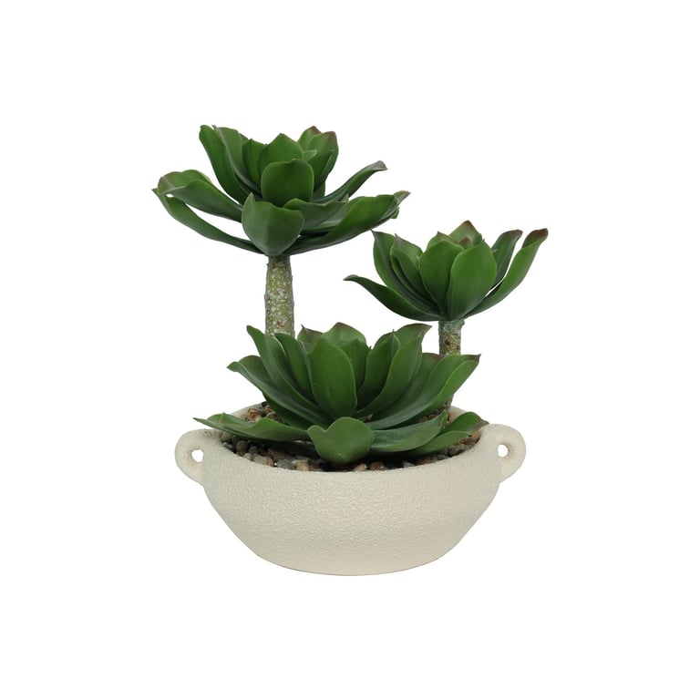 Botanica 25cm Succulent Potted Indoor Plant - Small Decorative Office Garden Accent