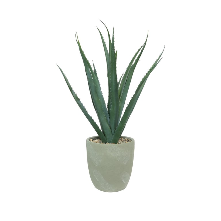 Grey Medium Potted Botanica Agave - 40cm Indoor Succulent Plant for Home Decor
