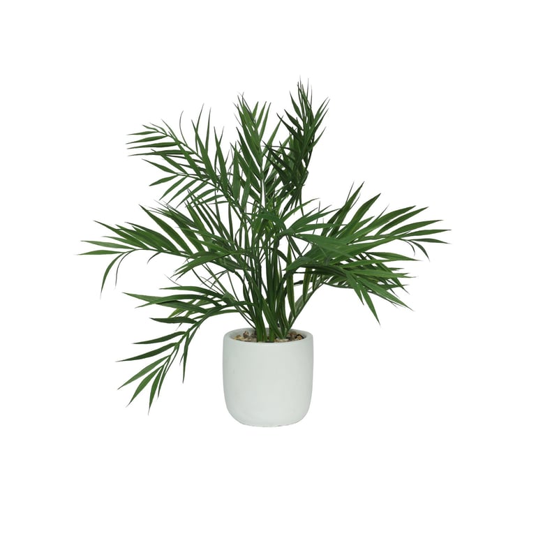 White Botanica Potted Palm - 29cm Indoor Small White Houseplant