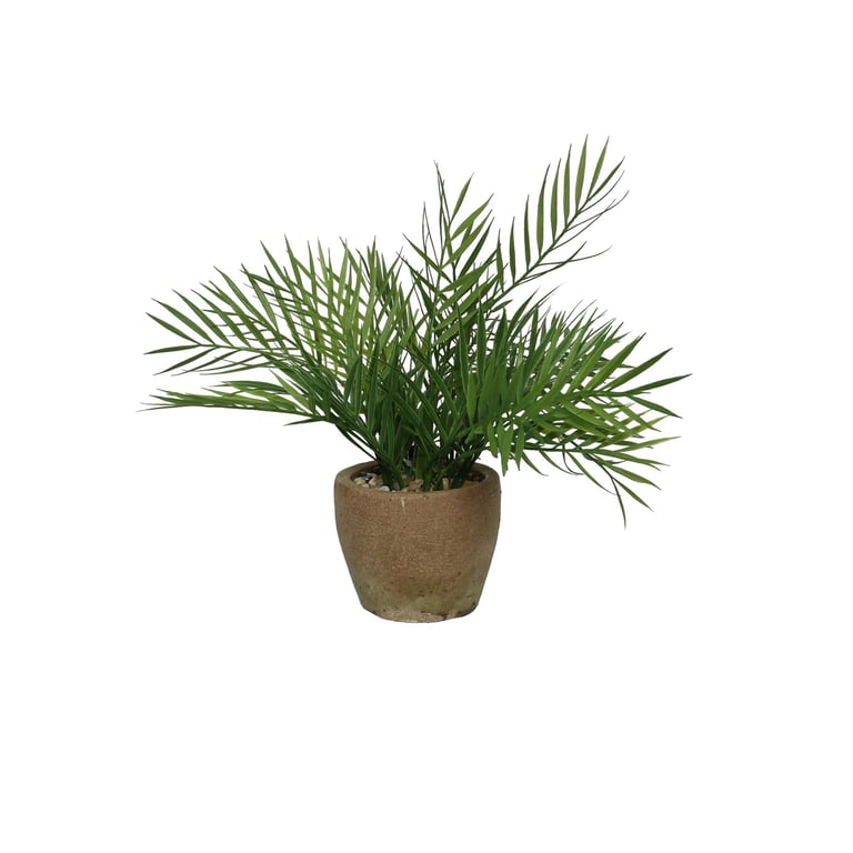 Terracotta Botanica Potted Palm Tree - 35cm Indoor Palm in Decorative Terracotta Pot for Home Gardening