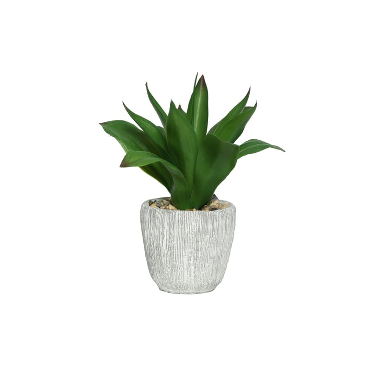 Mini Potted Agave Plant - 23cm Indoor Succulent, Compact Houseplant