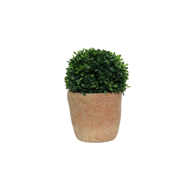 Botanica Potted Bonsai Pine - 30cm Indoor Bonsai Tree for Home Decoration