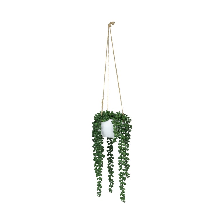 Botanica Potted Hanging String of Pearls - Indoor Botanical Plant with Green Wall Potential