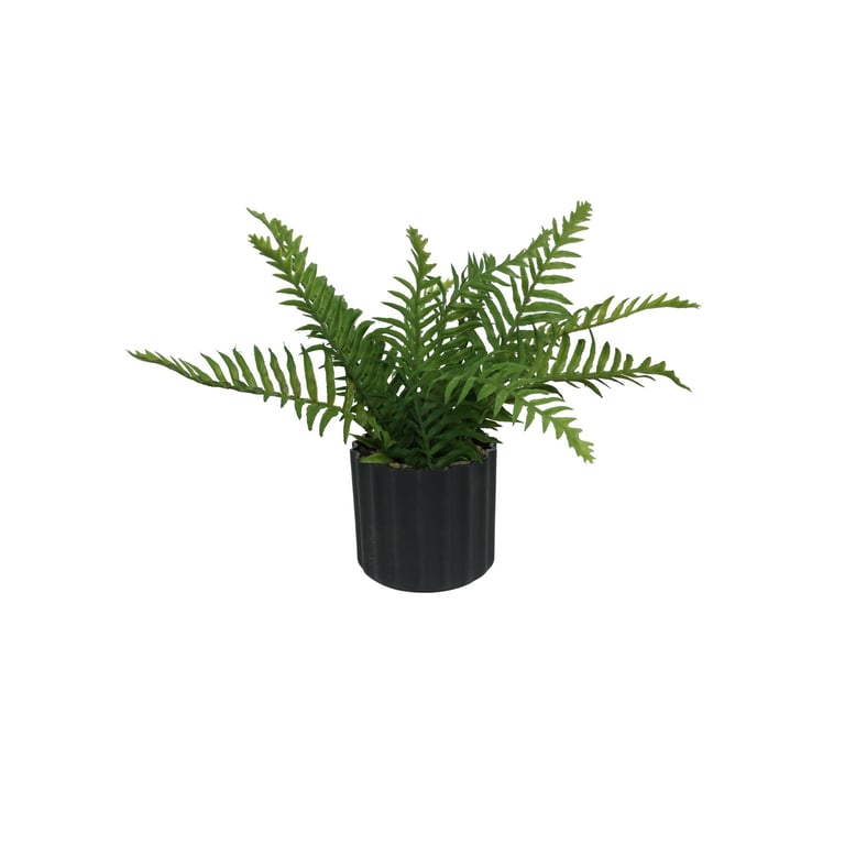Black Botanica Textured Potted Fern - 30cm Indoor Home Decor Plant