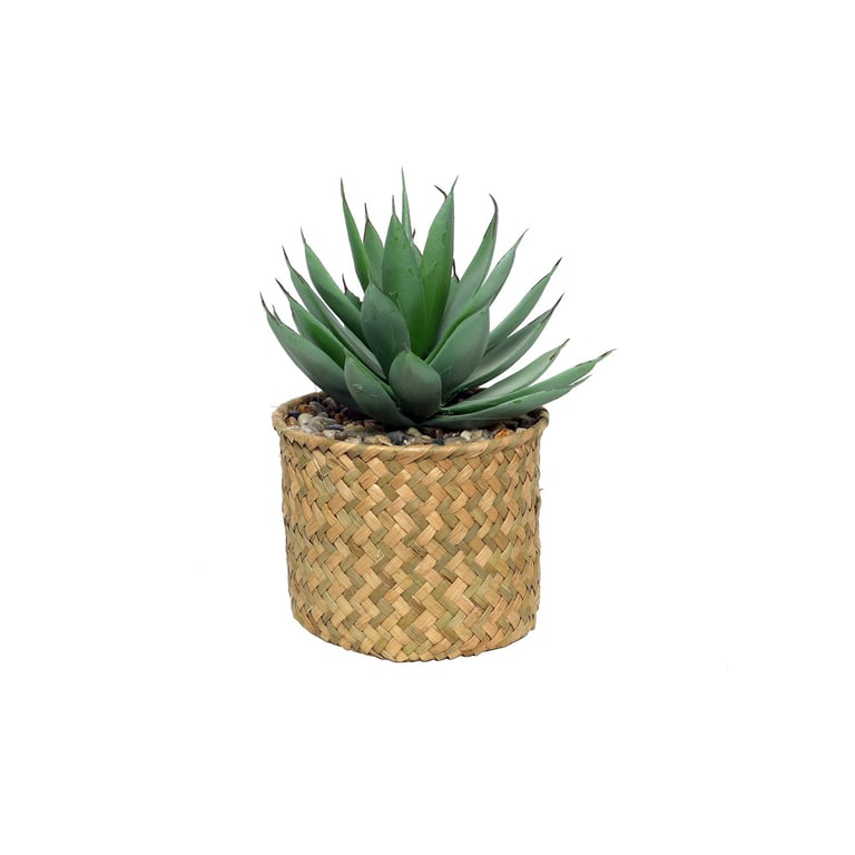 Botanica 23cm Potted Succulent - Small Indoor Plant for Home Decor