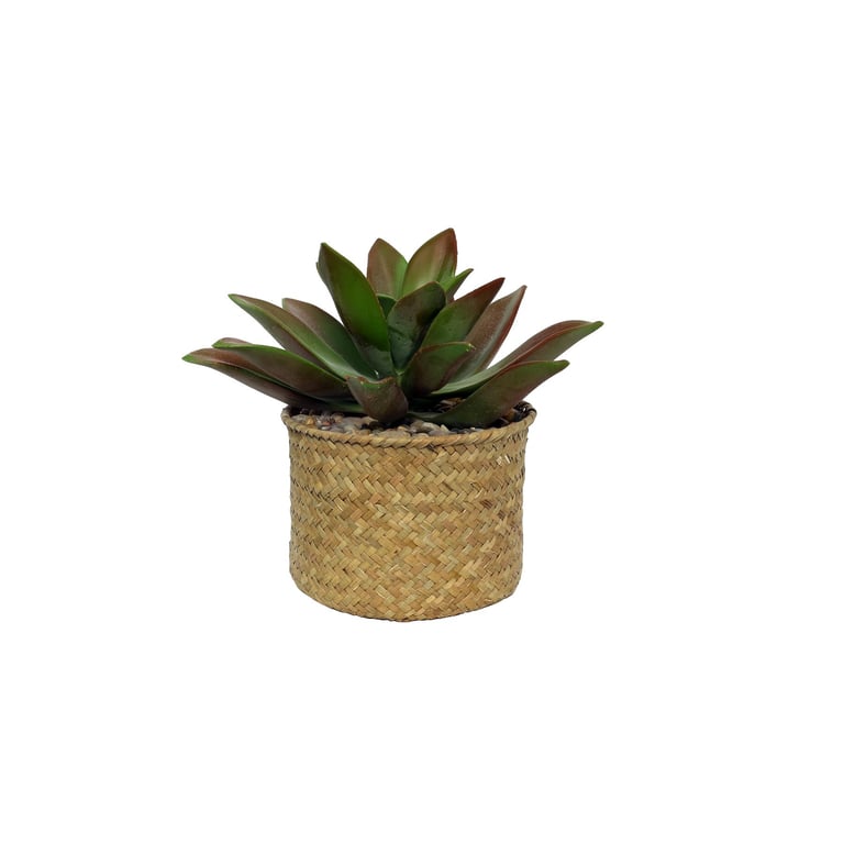 Botanica Potted Succulent - 20cm Compact Indoor Plant for Small Spaces and Succulent Gardens
