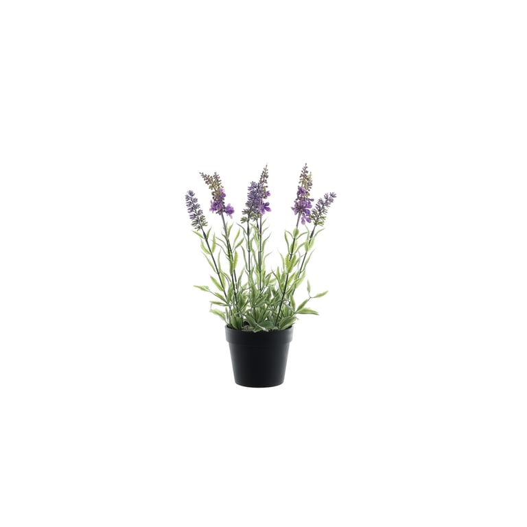 Botanica 30cm Potted Lavender Plant - Fragrant Home & Garden Decoration