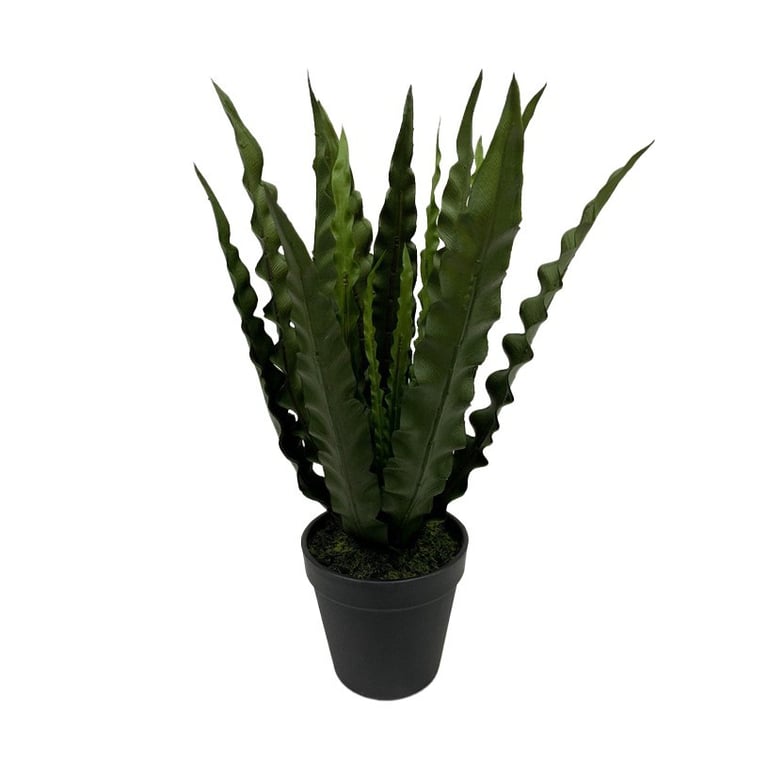Botanica Bird Nest Fern - Exotic Indoor Plant in 36cm Pot for Home Decor