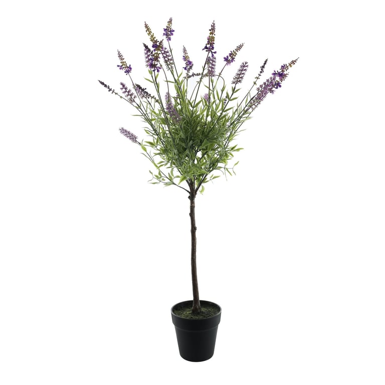 Botanica Lavender Plant in Pot - 90cm Indoor Home Garden Beauty