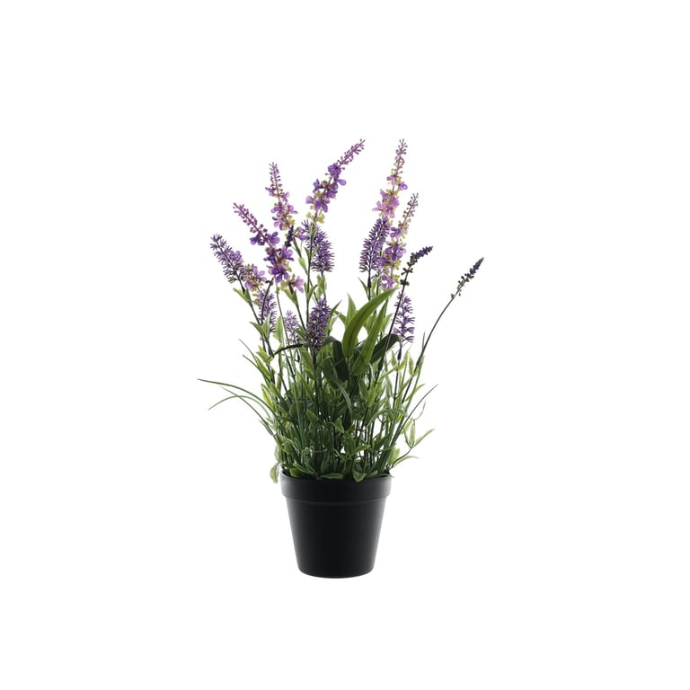 Botanica Flowering Lavender Plant in 47cm Pot - Fragrant Home Garden Outdoor Plant