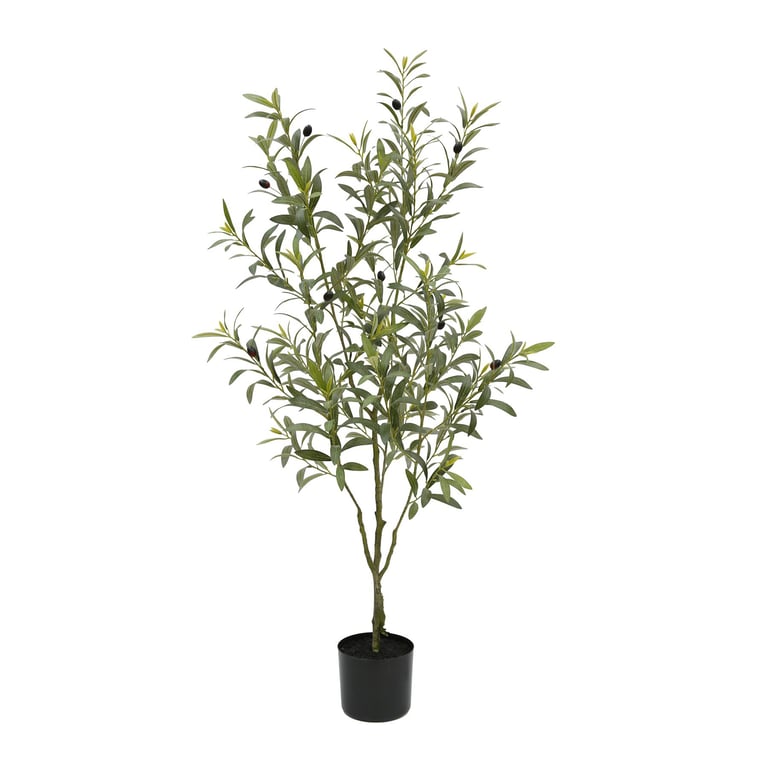 Botanica Olive Tree in Pot - 120cm Height, Perfect for Home Garden Planting