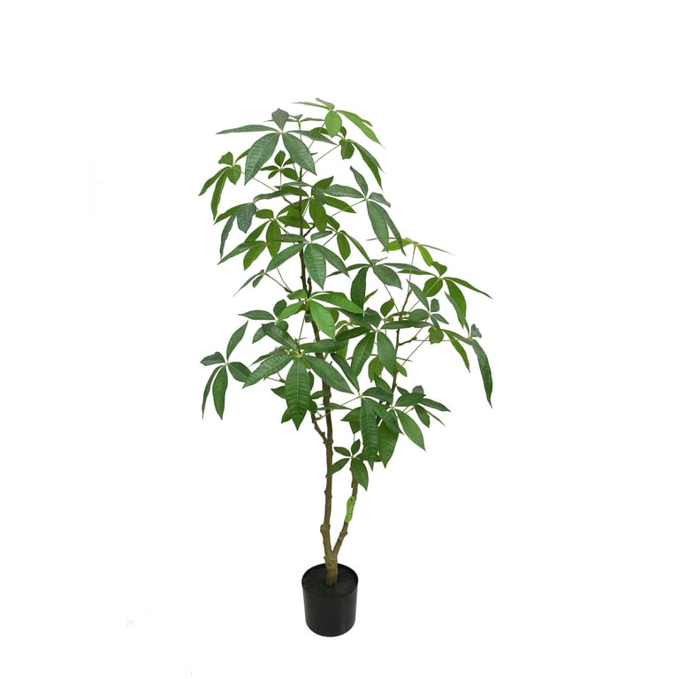 Botanica Fatsia - Large Indoor Tropical Plant in 150cm Pot