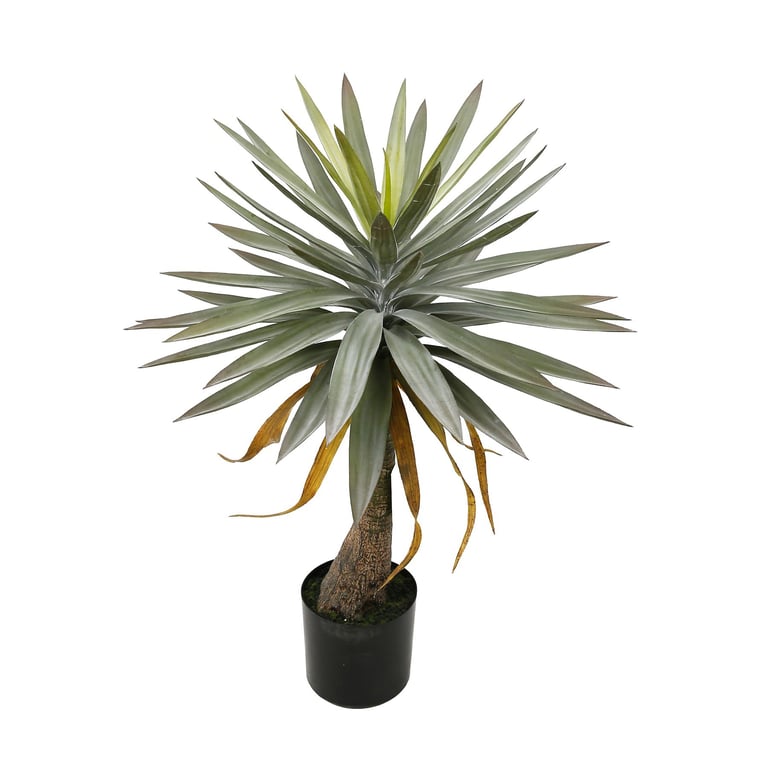 Botanica Yucca 90cm Large Indoor Plant in Pot - Perfect Home Decor Addition