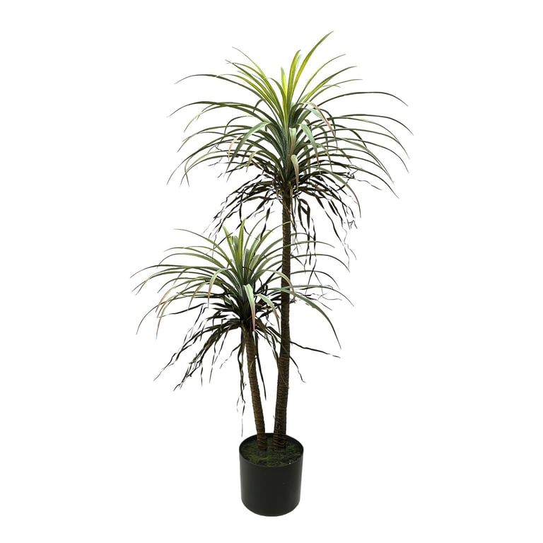 Botanica Yucca - Large Indoor Pot Plant 135cm Tall Home Decor