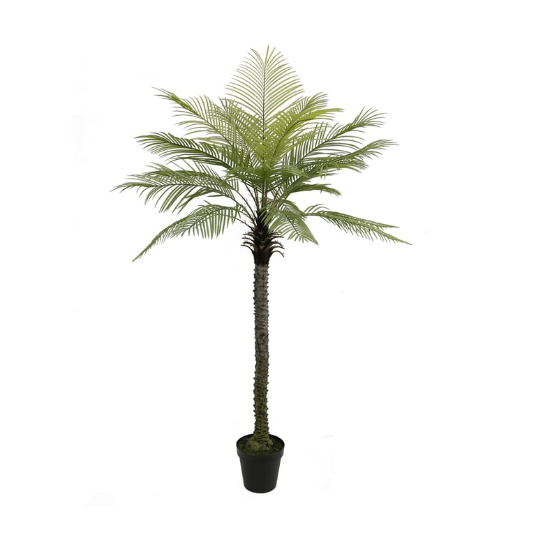 Botanica Phoenix Palm Tree - Large Indoor Plant (210cm)