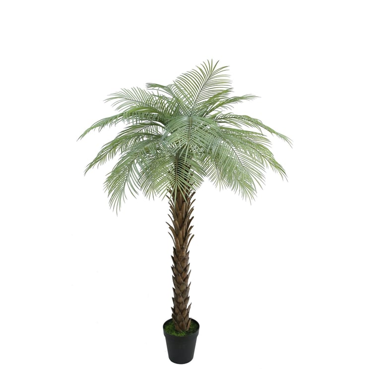 Botanica Phoenix Palm Tree - Large Indoor Houseplant in 180cm Pot