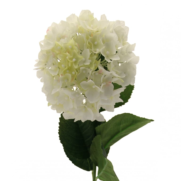 Hydrangea Cream - Anti-Aging Hydrating Face Moisturizer & Skincare Beauty Cream