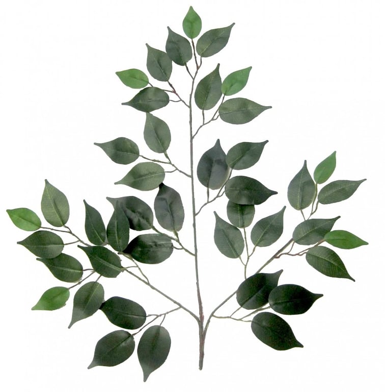 50cm Green Ficus Branch - Fresh Indoor Plant Decor with Natural Air Purifying Properties
