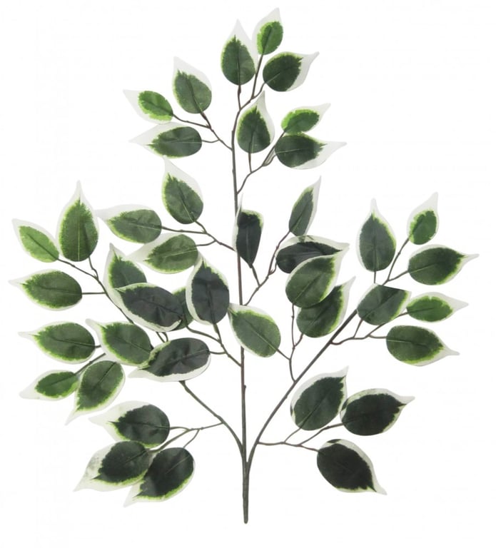 Variegated Green Ficus Branch 50cm - Indoor Plant Decor for Home & Garden
