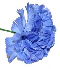 Royal Blue Carnations - 12 Stems Wedding Flowers & Decorative Arrangement
