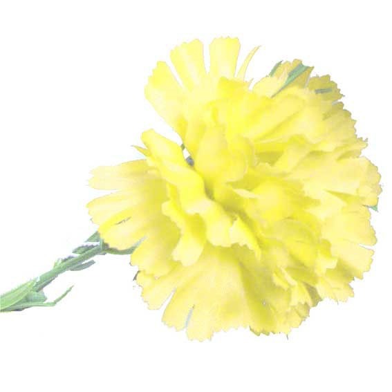Yellow Single Carnation - 12 Stems Home Decor Flowers and Bouquet Arrangement