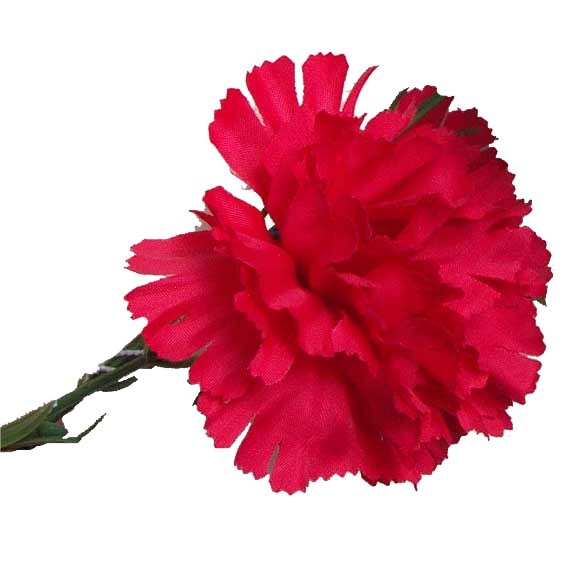 Red Single Carnations - 12 Stems Fresh Flower Bouquet for Home Decor and Floral Arrangement