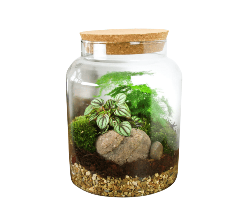Terrarium & Succulent Accessory Starter Jar Kit - Complete Indoor Plant Home Decor Kit