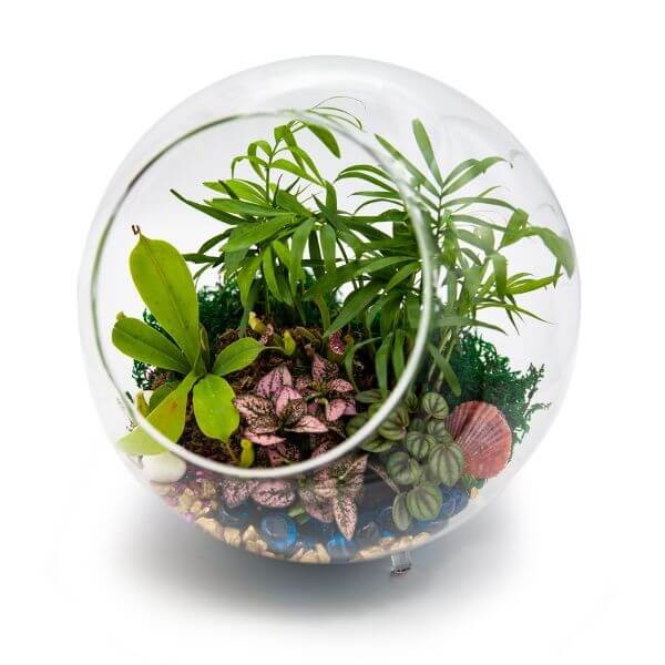 Rainforest Tropical Terrarium Filler Kit - Complete Indoor Plant Soil Mix for Home Decor