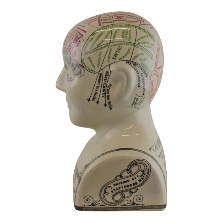 Large Ceramic Phrenology Head - Antique Style Porcelain Model with Knowledge of Bumps on Skull Characteristics