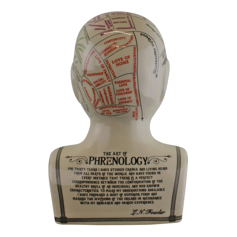 Large Ceramic Phrenology Head - Antique Style Porcelain Model with Knowledge of Bumps on Skull Characteristics