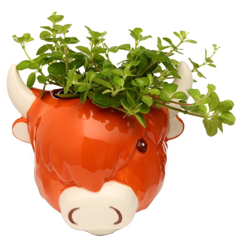 Decorative Ceramic Highland Coo Cow Wall Planter - Indoor/Outdoor Plant Container with Dolomite Material and Wall Mount Option