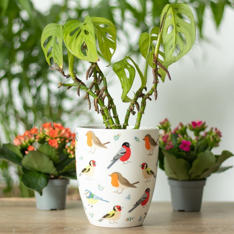 British Garden Birds Ceramic Plant Pot - Celebrating Britain s Beloved Birds in a Beautiful Hand-Painted Design