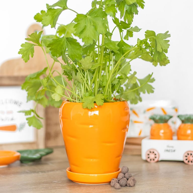 Carrot Shaped Plant Pot Home Garden Set with Parsley Seed Balls