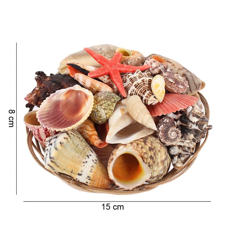 6 Inch Natural Sea Shell Basket - Home Decor Accent