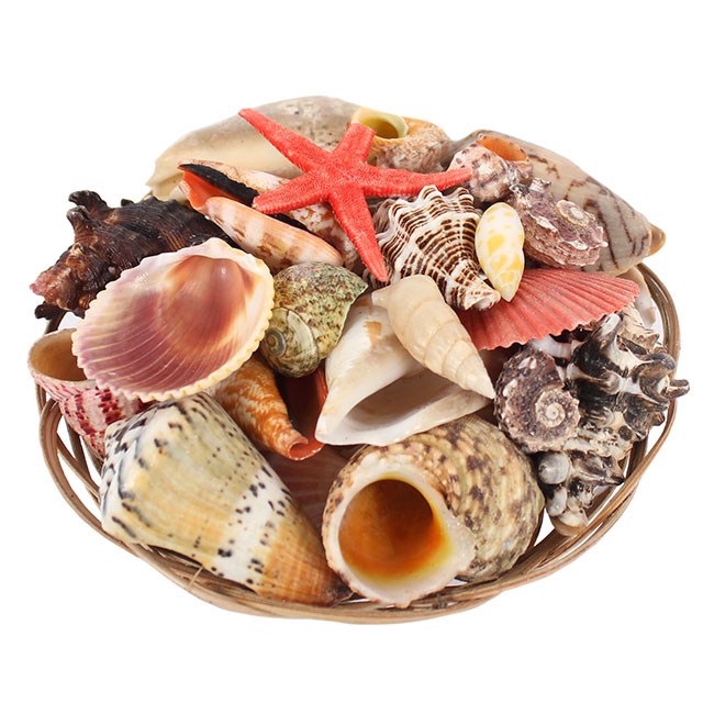 6 Inch Natural Sea Shell Basket - Home Decor Accent