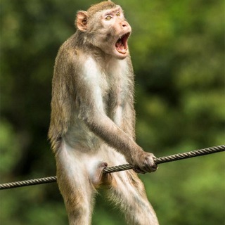 Аватар Телеграм канала "Funny Animals" @funnyanimals_1