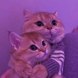 Аватар Телеграм канала "афигенный гороскоп" @afigennyygoro