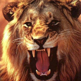 Аватар Телеграм канала "Legend calls🦁" @legendcall