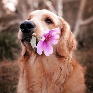 Аватар Телеграм канала "Daily dose of Cuteness" @utcutie