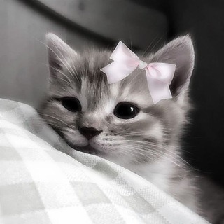 Аватар Телеграм канала "Это личное.." @dhekenrk