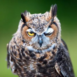 Аватар Телеграм канала "Совушки 🦉" @+BMjKzL9VC5g2ZWYy
